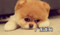 养狗怎样训练狗狗拉屎 养狗怎样训练狗狗拉屎拉尿