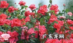 夏天适合种什么植物 这个季节适合种什么植物