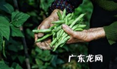 6月适合种什么菜 6月适合种什么菜浙江
