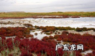盐碱地适合种什么 盐碱地适合种什么蔬菜