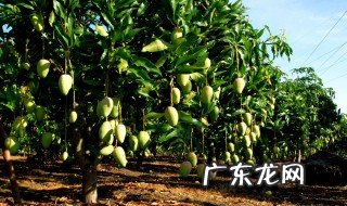 四川适合种什么 四川适合种什么西瓜品种