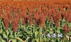 盐碱地适合种什么 盐碱地适合种什么药材