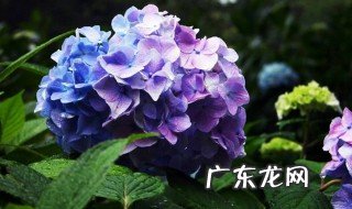 阳台上适合种什么植物风水好 阳台上适合种什么植物