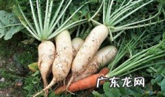 6月份适合种什么菜南昌? 6月份适合种什么菜