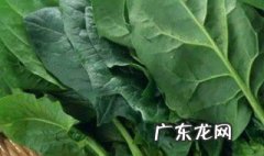 适合冬天种的菜 冬天种什么菜蔬菜最合适