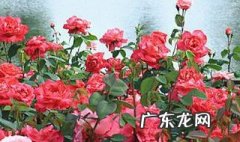 适合种在室外的花 适合种在室外的花卉有哪些