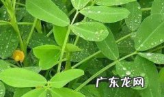 沙土地适合种什么 沙地适合种什么