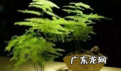 适合种阳台的植物 适合种阳台的植物
