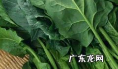 冬季种的蔬菜品种 适合冬季种的菜