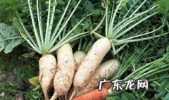 适合8月种的菜 适合8月份种的菜