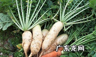 适合8月种的菜 适合8月份种的菜