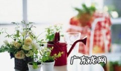 适合夏天种的花籽 适合夏天种的花