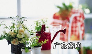 适合夏天种的花籽 适合夏天种的花