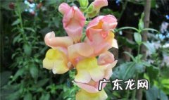 南方春天适合种什么花 春天适合种什么花