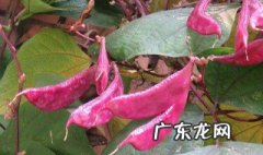 紫豆角什么季节种最好 紫豆角什么时候种好,多少天能吃上?