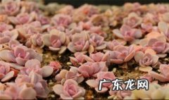 紫珍珠开花季节是几月 紫珍珠开花季节