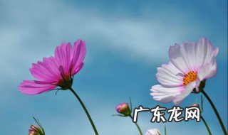 格桑花在哪个季节开花 格桑花什么时候开花季节