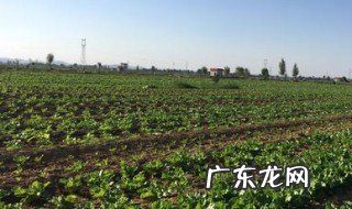 春天是种白菜的季节吗 白菜是春天种还是夏天种