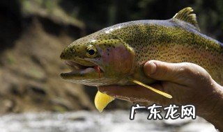 0.6的主线适合钓什么鱼 0.6的主线能钓多大的鱼