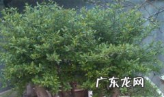 冬青和樱桃树的区别 樱桃树能和冬青树嫁接吗