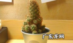 栽仙人指的盆要多深 仙人指用多深的盆
