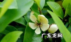 含笑花在几点开放 苏州含笑花开花季节