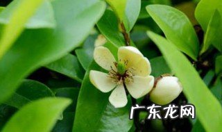 含笑花在几点开放 苏州含笑花开花季节