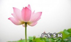 荷花开了是什么季节 开荷花的季节是什么季节