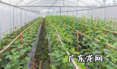 广东土豆什么季节种 广东土豆什么季节种植