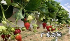 草莓什么季节栽种合适 草莓什么季节栽最好