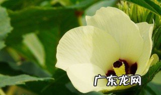 秋葵花花是什么季节开的 秋葵花花是什么季节开的呢