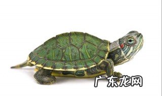 乌龟什么季节开始进食最好 乌龟什么季节开始进食