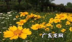大金鸡菊在自然条件下春季开花 大金鸡菊什么季节开花
