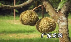 榴莲长在什么样的树上 榴莲长什么上