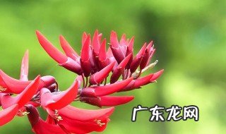 辣椒花什么季节开花 辣椒花几点开花