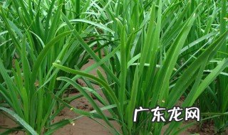 3月份吃什么菜的季节 三月份吃什么应季节菜