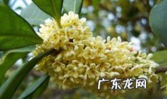 桂花什么季节可以扦插 桂花什么季节可以扦插活