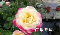 月季花生活在哪个季节 月季花生长在哪个季节