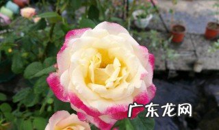 月季花生活在哪个季节 月季花生长在哪个季节