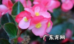 四季海棠在什么季节开花呢 四季海棠在什么季节开