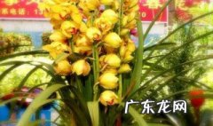 蕙兰花是什么季节开的 蕙兰花是什么季节开的花