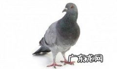 鸽子第一次放飞技巧 训练鸽子家飞的9点诀窍