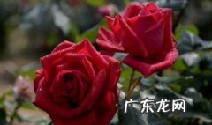玫瑰花在什么季节长出来 玫瑰花在什么季节里开花