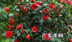 四季山茶花开花时间 四季山茶花的花期是什么时候