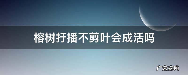 榕树扜播不剪叶会成活吗 榕树修剪到没有叶子能活吗