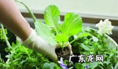 月球上可以种植物吗 月球上可以种植物吗图片
