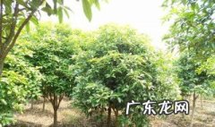 桂花树的移植方法和注意事项 桂花树移植怎保成活