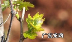 葡萄从根部发芽 葡萄发芽的根在哪