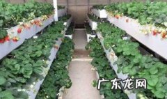 草莓种植条件 丹东99草莓种植条件