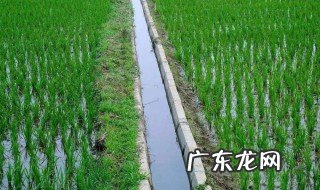 水稻种子发芽的条件 水稻种子发芽的条件是